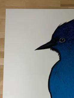 Steller's Jay - 2010 Jay Ryan Art Print Art Prints