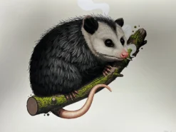 Virginia Opossum - 2018 Mike Mitchell Poster Art Print Variant