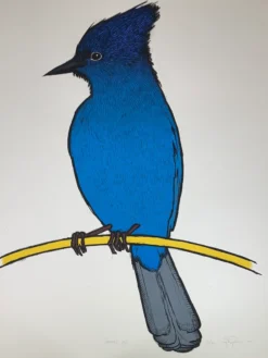 Steller's Jay - 2010 Jay Ryan Art Print Art Prints