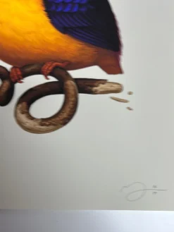Fat Bird - 2020 Mike Mitchell Poster Rufous-Backed Dwarf Kingfisher AP Art Prints