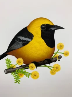 Fat Bird - 2019 Mike Mitchell Poster Print SDCC Hooded Oriole AP