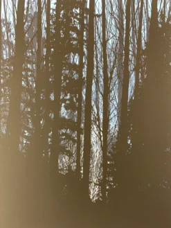 A Night In The Forest - 2010 Dan McCarthy Poster Art Print