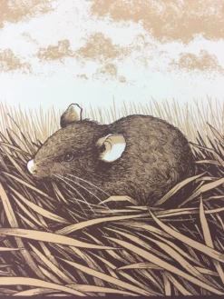 Brown Rat (Rattus Norvegicus) - 2015 Justin Santora Poster Art Print