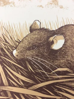 Brown Rat (Rattus Norvegicus) - 2015 Justin Santora Poster Art Print